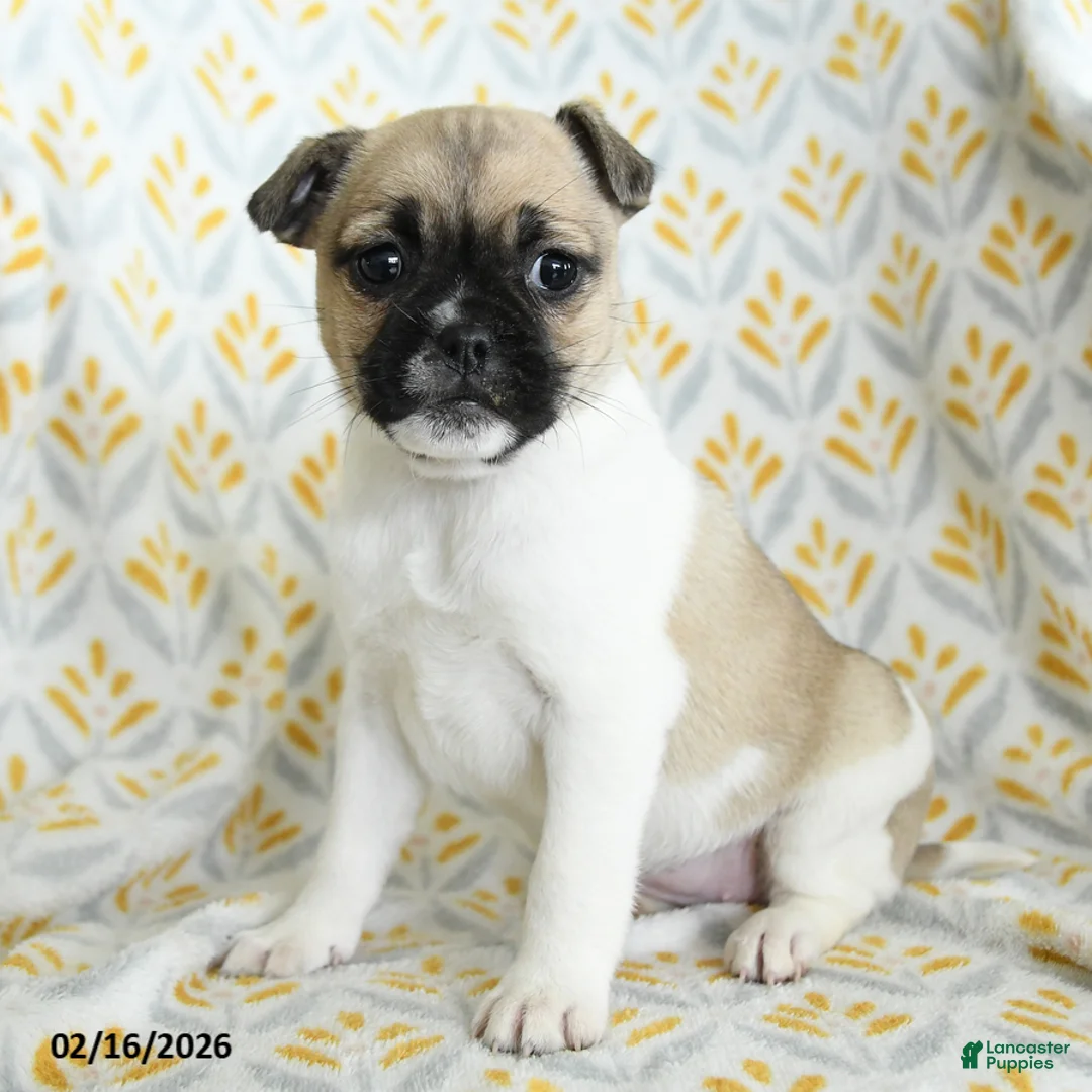 Jug dogs for sale: Lexi - Ad 1