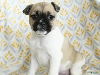 Jug dogs for sale: Lexi - Ad 2