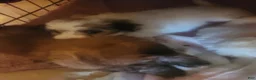 Pomapoo dogs for sale: Pomapoo 2 - Ad 4