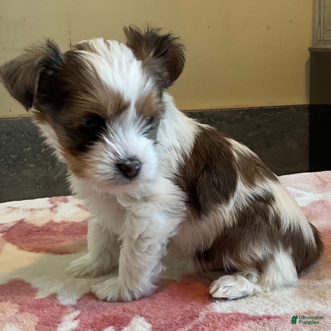 Yorkshire Terrier dogs for sale: Yorkshire Terrier Puppy 1 - Ad 1
