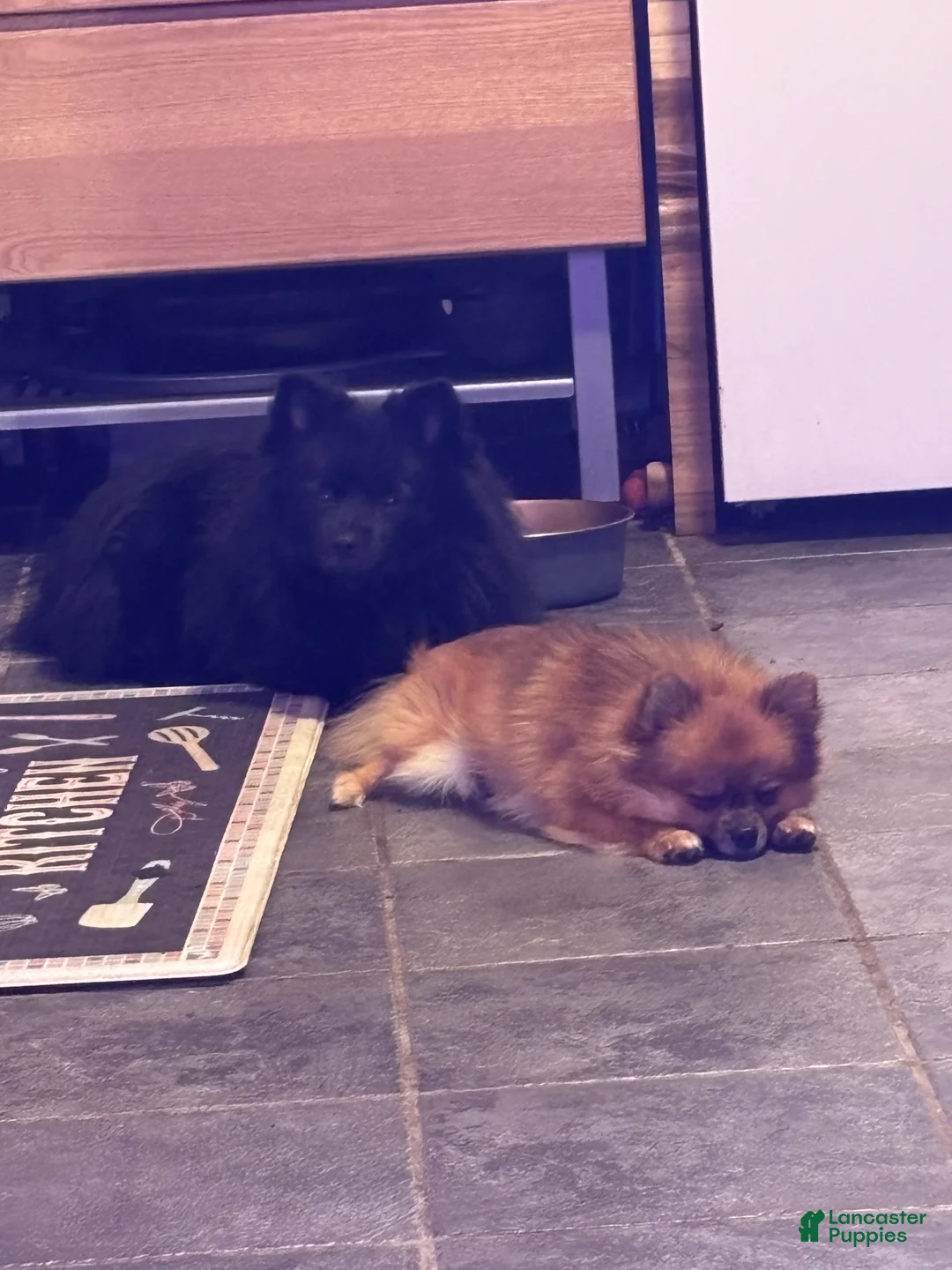 Pomeranian dogs for sale: Sharpie - Ad 3