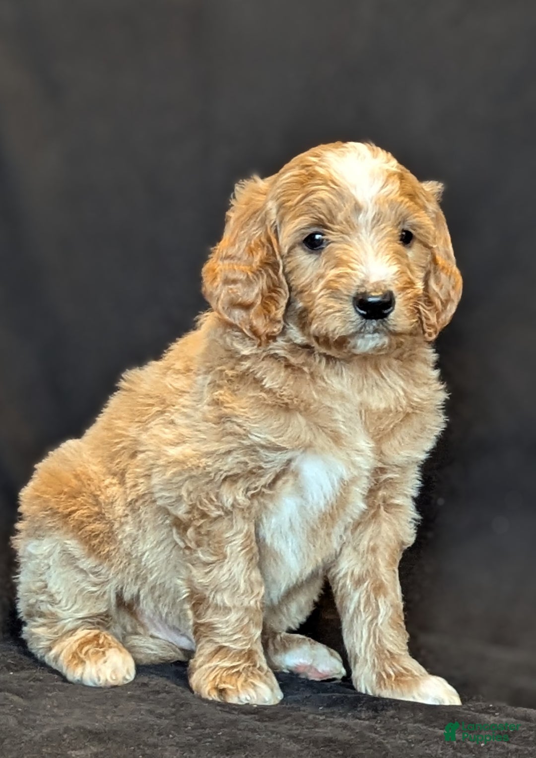 Goldendoodle dogs for sale: Rusty  - Ad 4