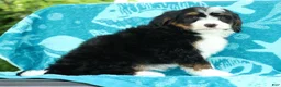 Mini Bernedoodle dogs for sale: Watson - Ad 9