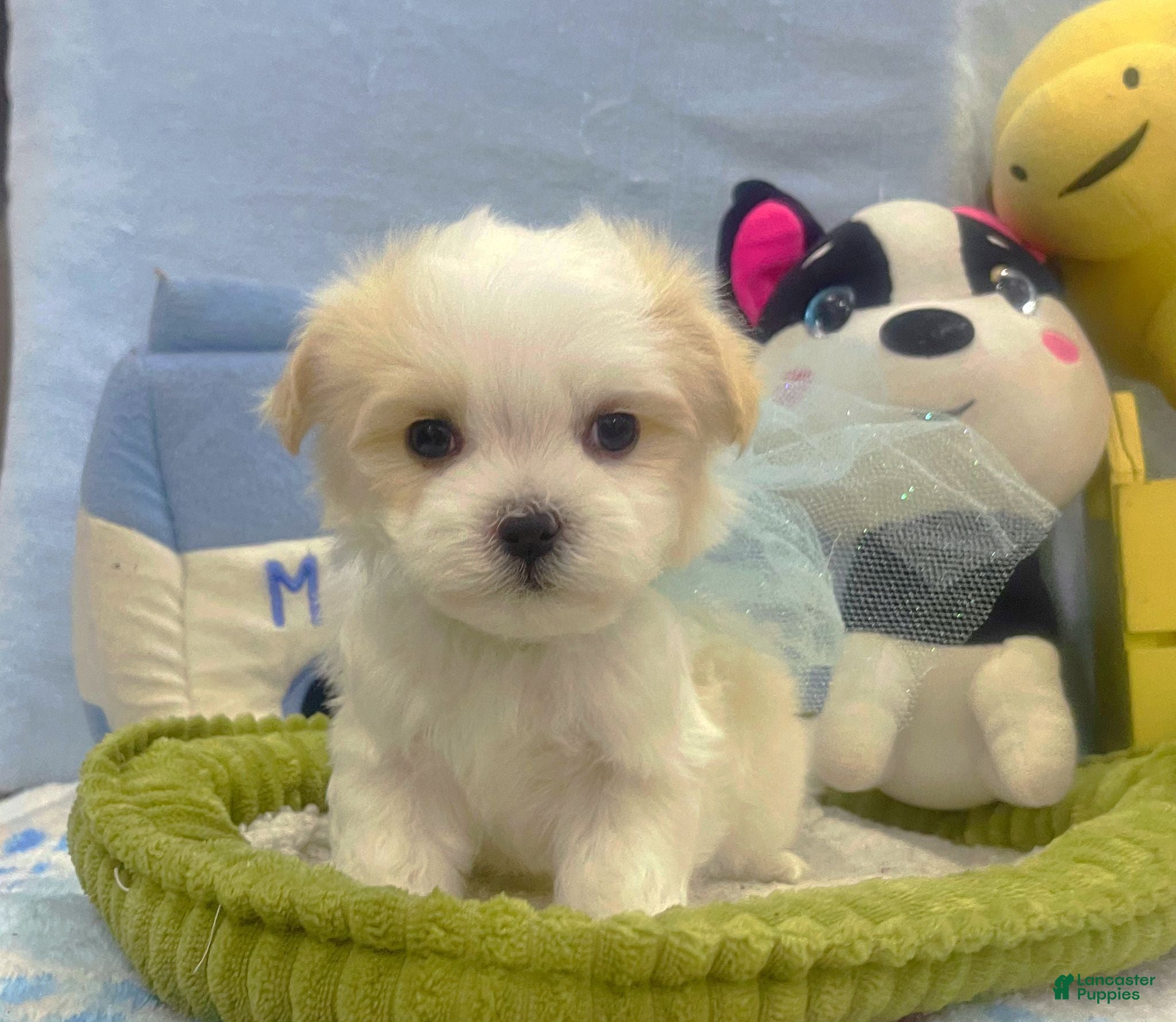 Maltese dogs Julius Caesar - Ad 1