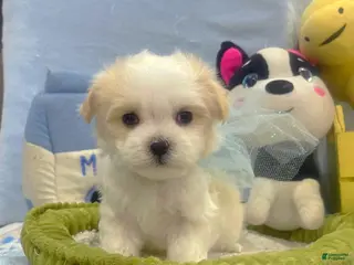 Maltese dogs for sale: Julius Caesar - Ad 4