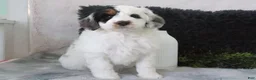 Mini Bernedoodle dogs for sale: Oreo - Ad 3