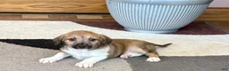 Mixed Breed dogs for sale: Italian greyhound/Havanese Sally  - Ad 7
