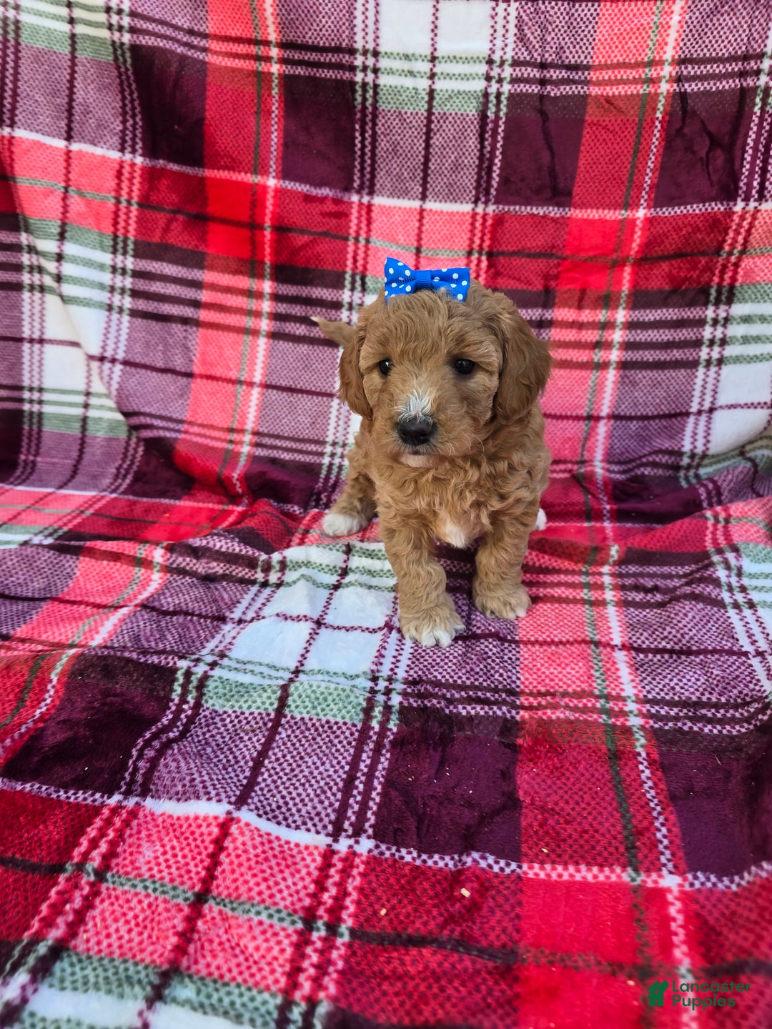 Mini Goldendoodle dogs for sale: Merry - Ad 3