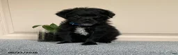 Mixed Breed dogs for sale: Leslie - Ad 3