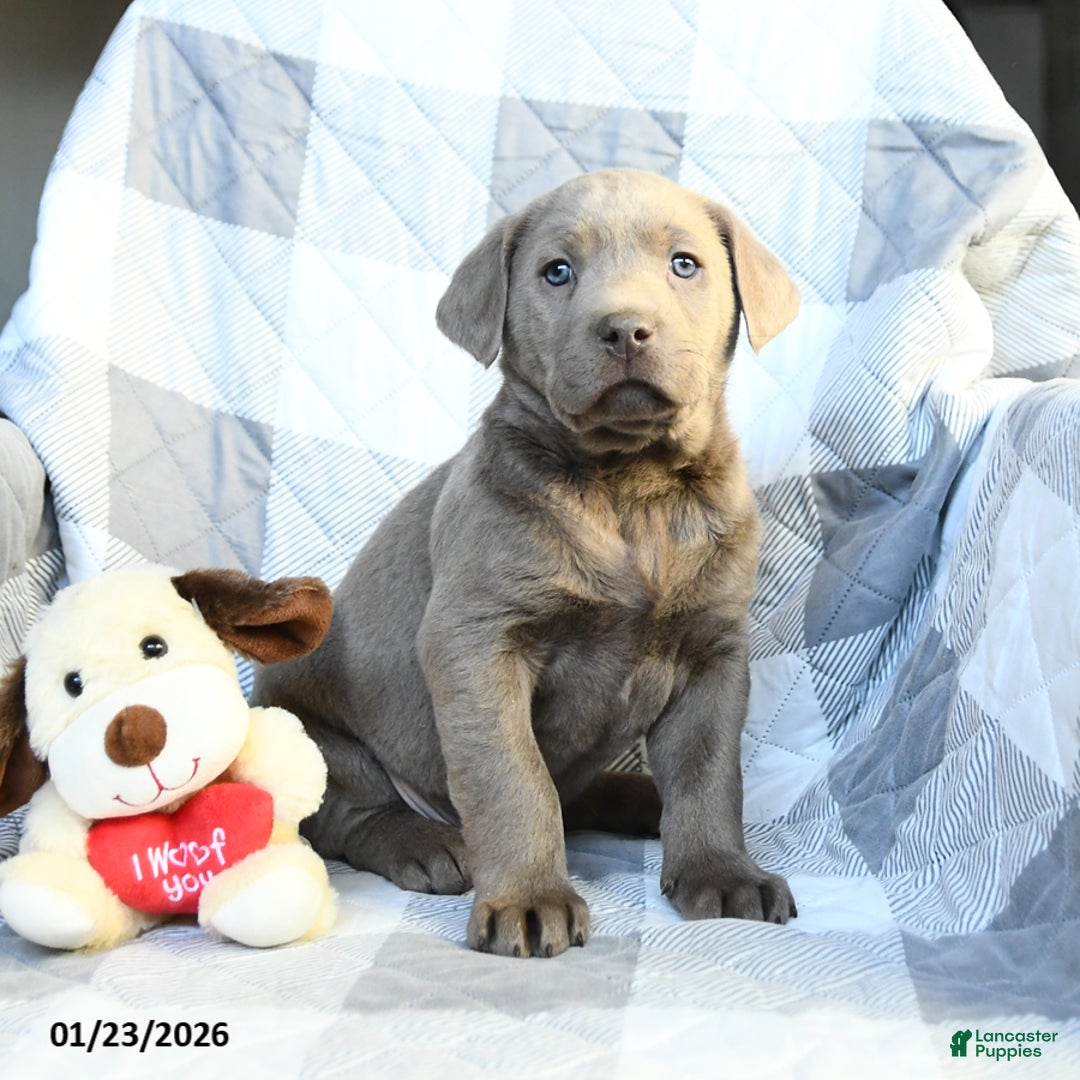 Labrador Retriever dogs for sale: Pluto - Ad 1
