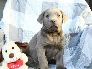 Labrador Retriever dogs Pluto - Ad 37