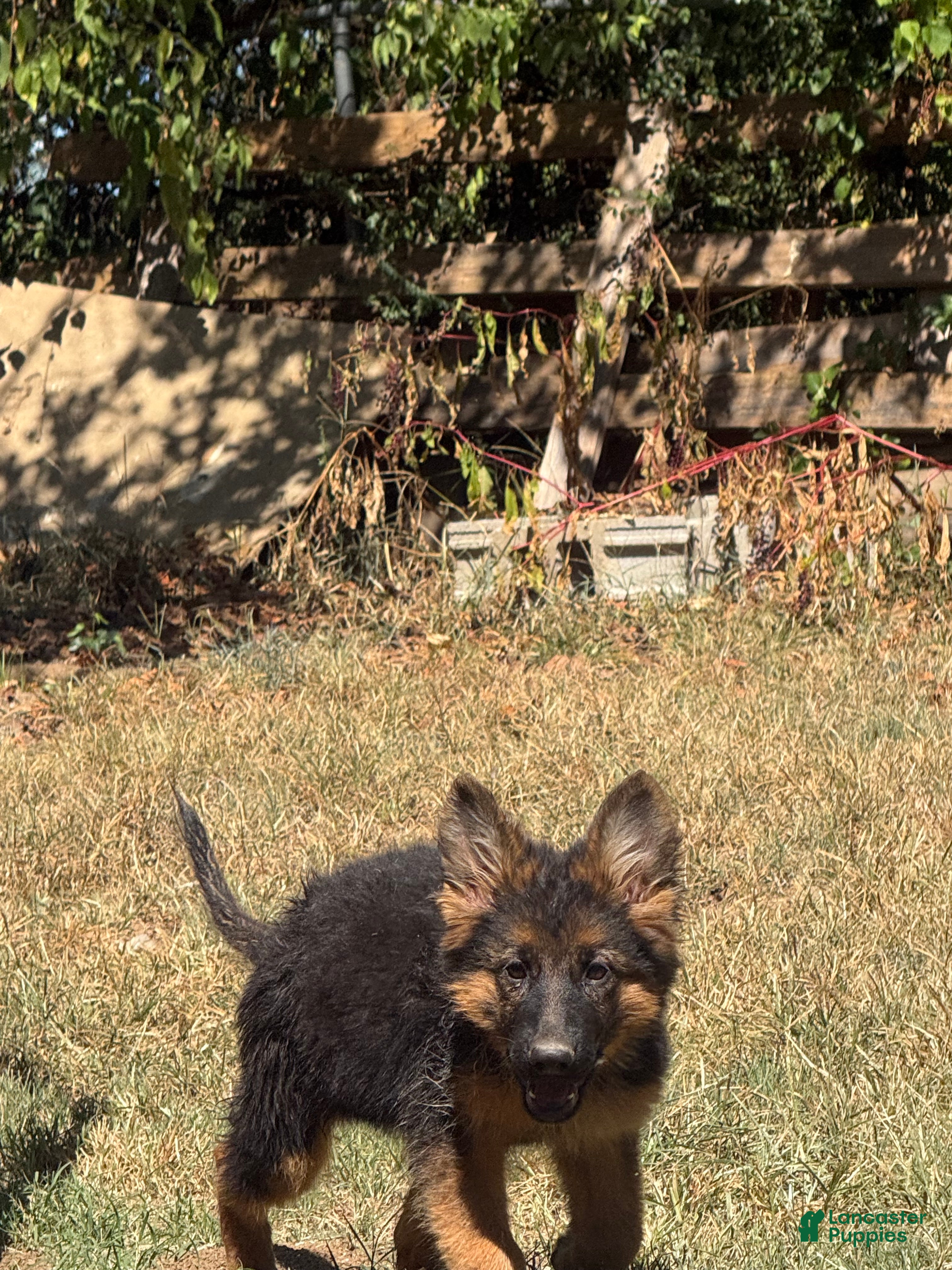German Shepherd dogs German Shepherd 2 - Ad 34