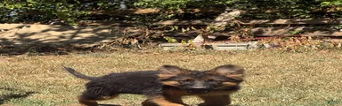 German Shepherd 2
