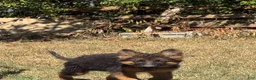 German Shepherd dogs for sale: German Shepherd 2 - Ad 1