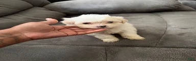 Shihpoo 3