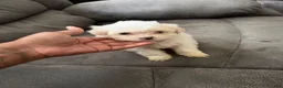 Shihpoo dogs for sale: Shihpoo 3 - Ad 1
