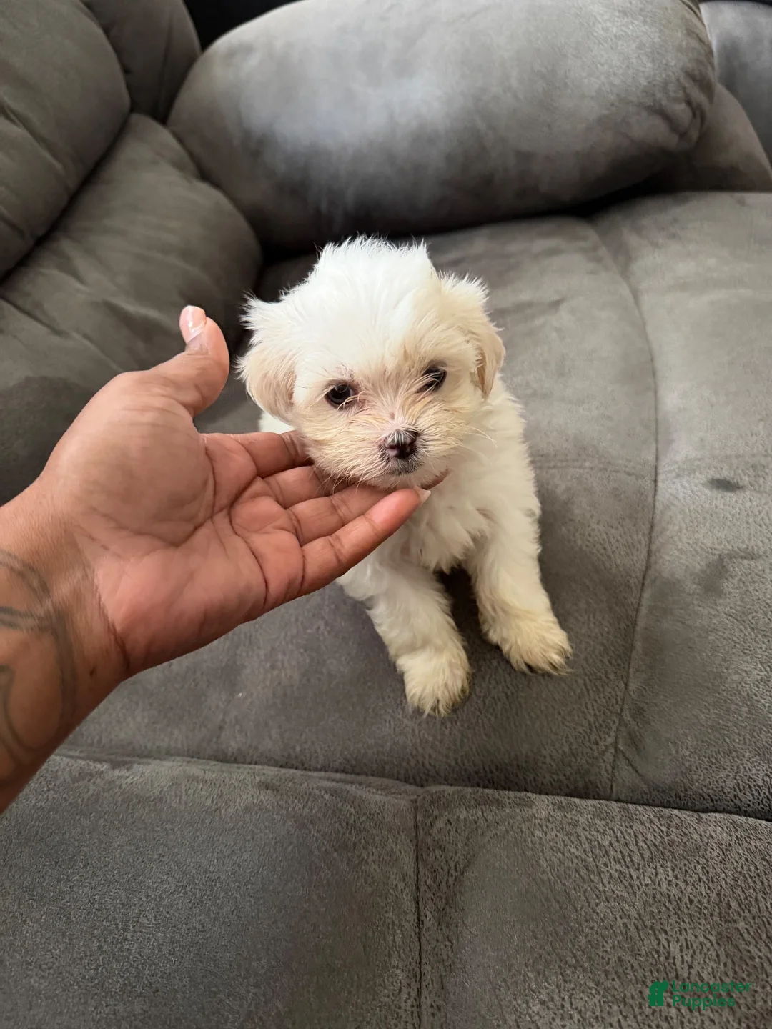 Shihpoo dogs for sale: Shihpoo 3 - Ad 1