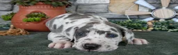 Great Dane dogs for sale: Dixie - Ad 3