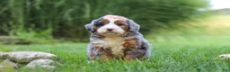 Mini Bernedoodle dogs for sale: Razzel - Ad 3