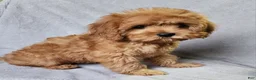 Cavapoo dogs for sale: Hershey - Ad 20