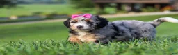 Mini Bernedoodle dogs for sale: Starfire - Ad 5