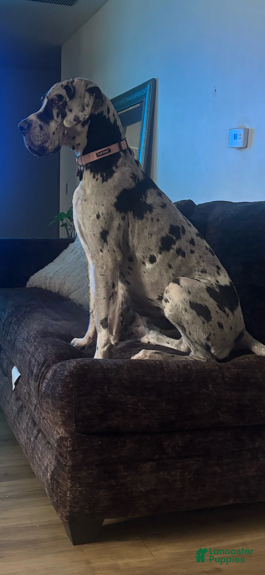 Great Dane dogs for sale: Great Dane Puppy 2 - Ad 3