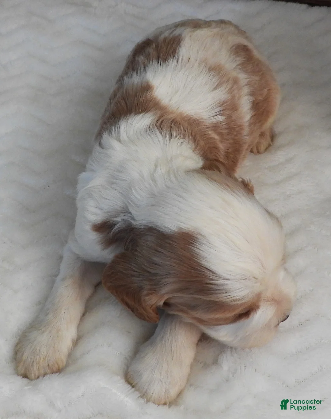 Mixed Breed dogs for sale: Cockalier #3 Male - Ad 3