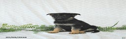German Shepherd dogs for sale: Lady - Ad 5