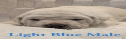 Cane Corso dogs for sale: Light Blue  - Ad 4
