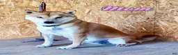 Shiba Inu dogs for sale: Whiskey - Ad 7