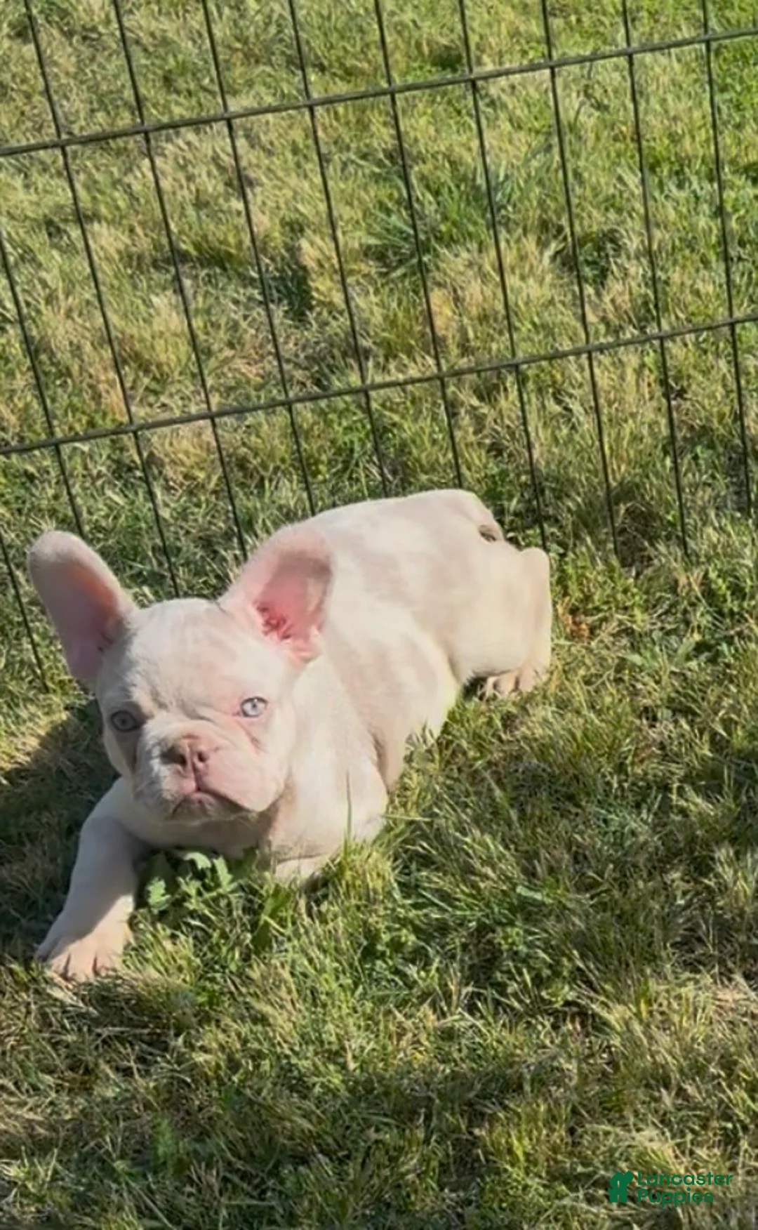 French Bulldog dogs for sale: French Bulldog Puppy 1 - Ad 2