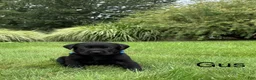 Labrador Retriever dogs for sale: Gus - Ad 11
