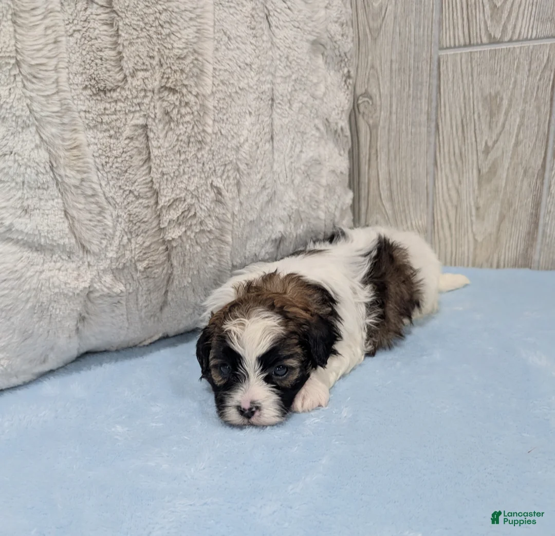 Shihpoo dogs for sale: Rocky - Ad 4