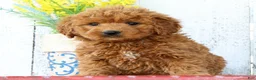 Mini Goldendoodle dogs for sale: Kaitlyn - Ad 1