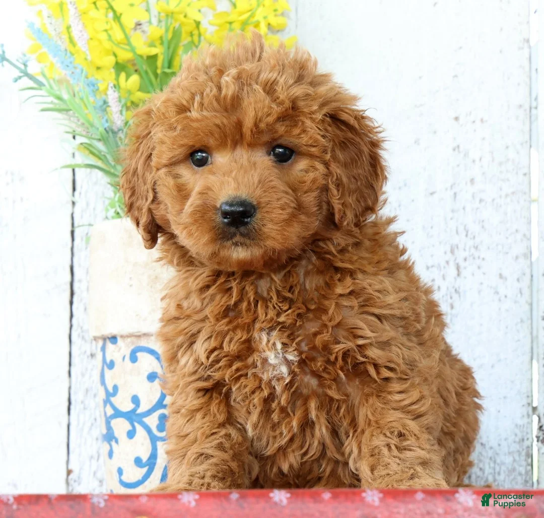 Mini Goldendoodle dogs for sale: Kaitlyn - Ad 1