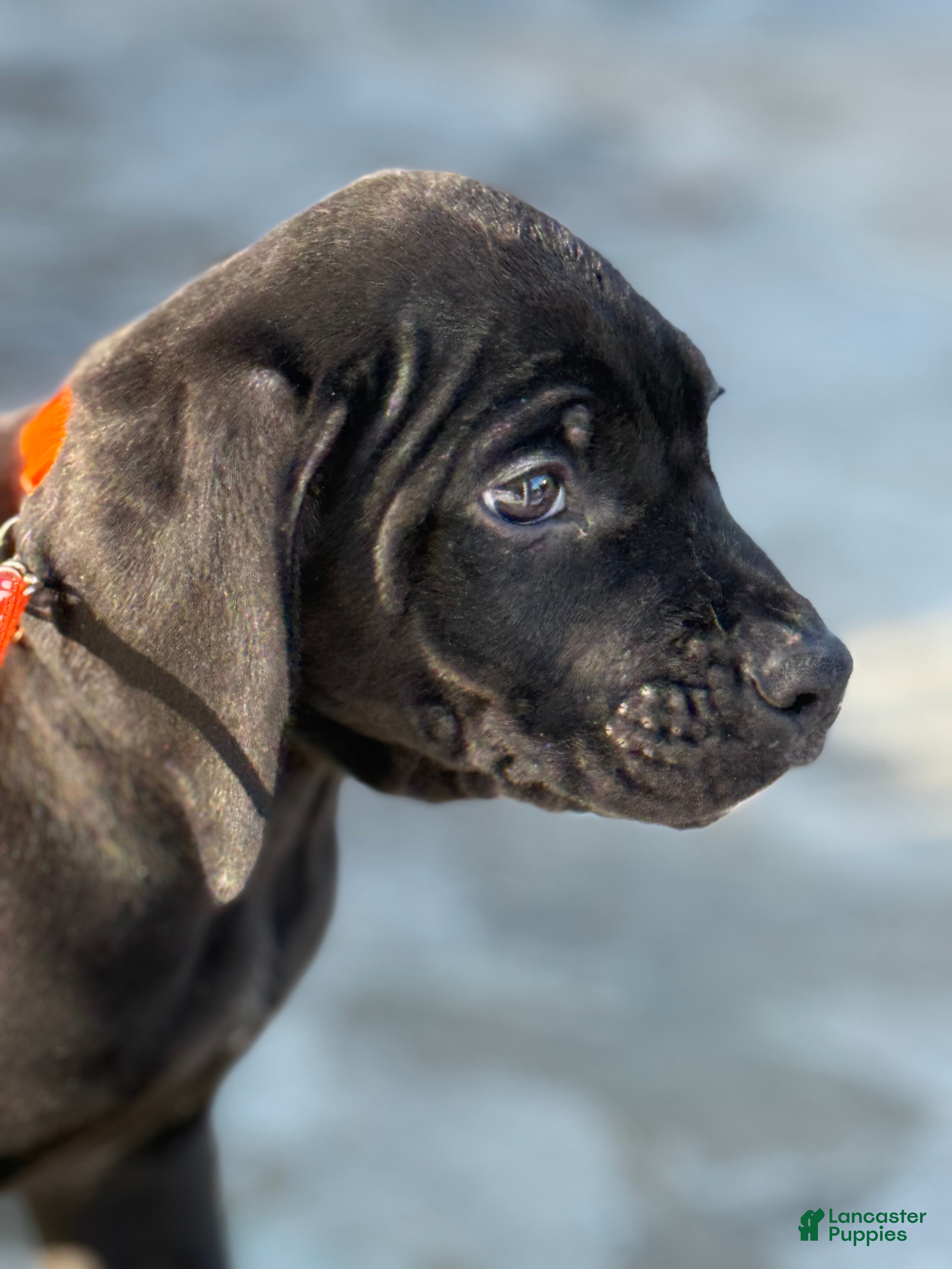 Mixed Breed dogs Orange - Ad 8