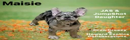 French Bulldog dogs for sale: French Bulldog Puppy 5 - Ad 2
