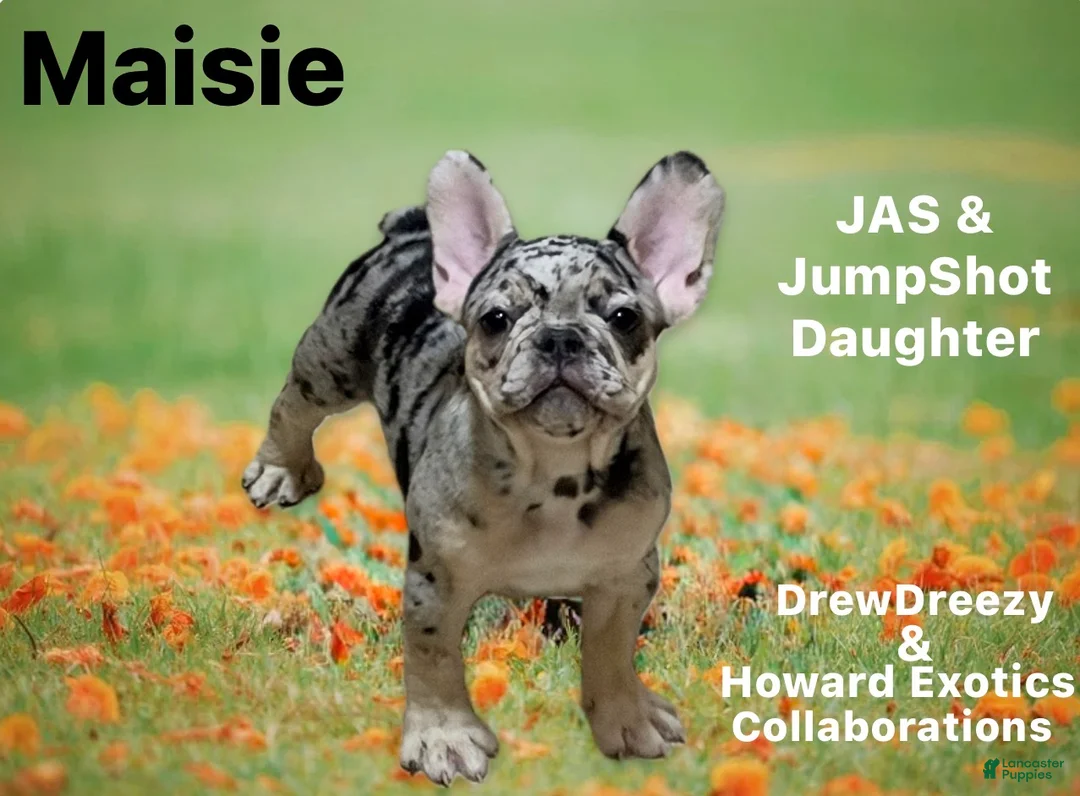 French Bulldog dogs for sale: French Bulldog Puppy 5 - Ad 2