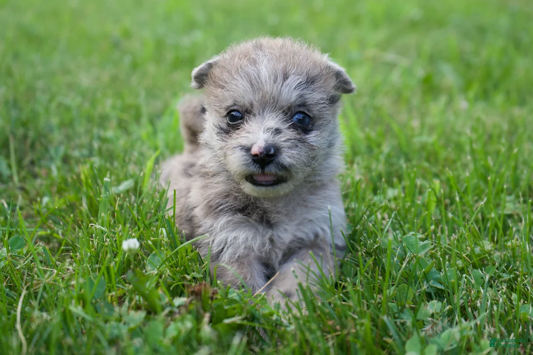 Mixed Breed dogs for sale: Roxxy - Ad 2