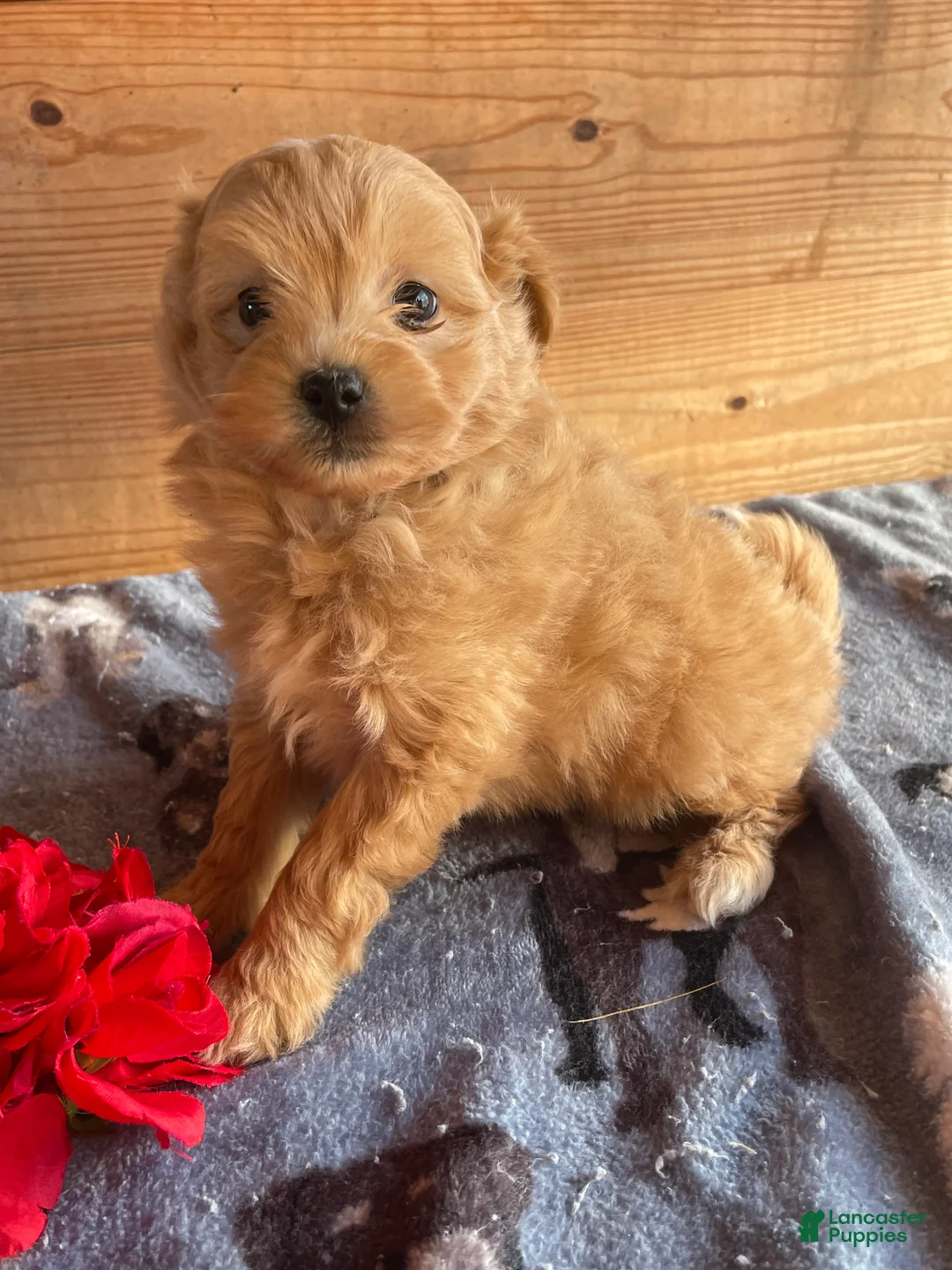 Pomapoo dogs for sale: Leo - Ad 1
