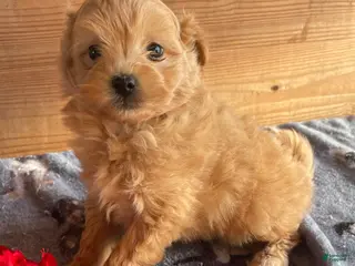 Pomapoo dogs Leo - Ad 13