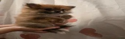 Pomeranian dogs for sale: Vera 1 - Ad 6