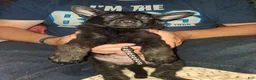 German Shepherd dogs for sale: Black collar  - Ad 1