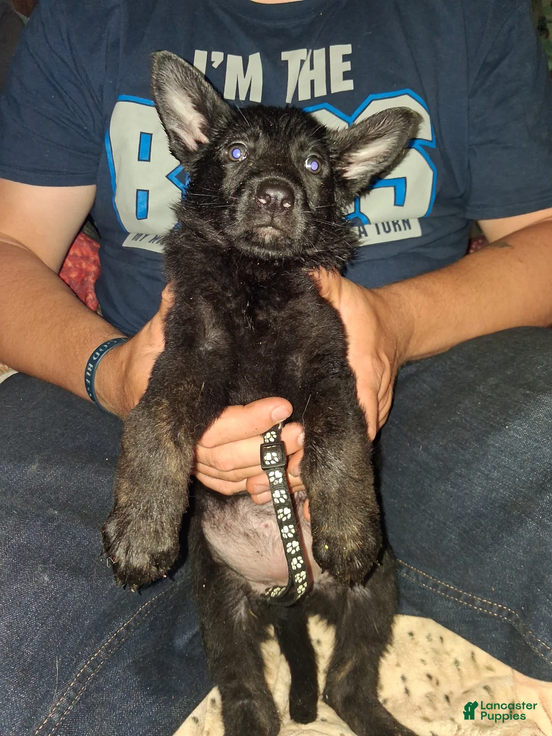 German Shepherd dogs for sale: Black collar  - Ad 1