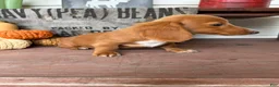 Miniature Dachshund dogs for sale: Ella - Ad 7