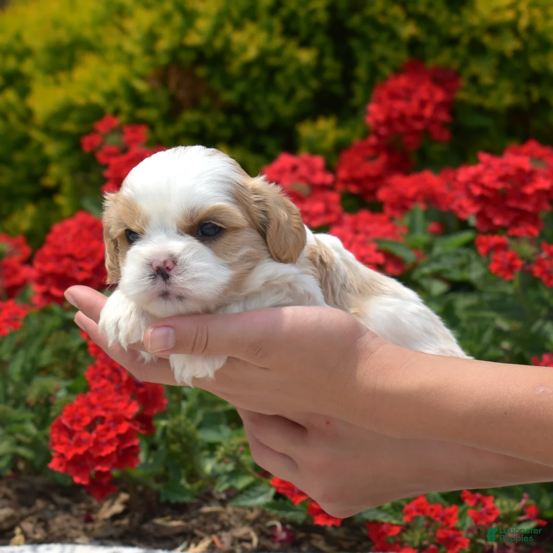 Mixed Breed dogs for sale: Timber - Ad 5