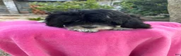 Mixed Breed dogs for sale: Designer Doodle - Ad 2