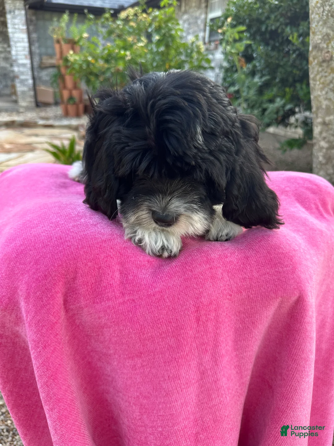 Mixed Breed dogs for sale: Designer Doodle - Ad 2