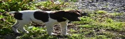 German Shorthaired Pointer dogs for sale: Brinley - Ad 9