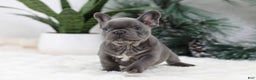 French Bulldog dogs for sale: Tara - Ad 6